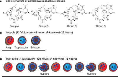 Targeting <mark class="highlighted">malaria parasites</mark> with novel derivatives of azithromycin